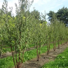 Prunus serrula CAC - Formgehölze, MDb mehrstämmig 250- 300