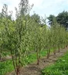Tibetanische Bergkirsche - Prunus serrula CAC - Formgehölze