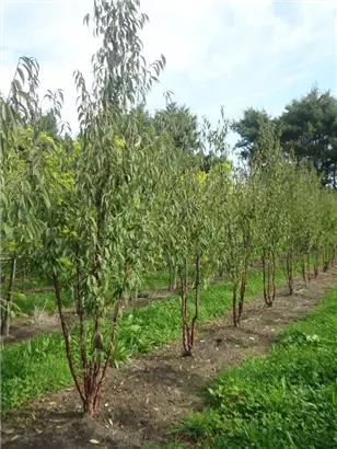 Tibetanische Bergkirsche - Prunus serrula CAC - Formgehölze