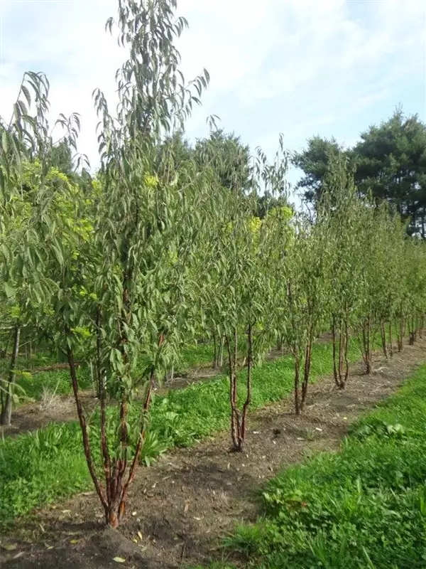 Tibetanische Bergkirsche - Prunus serrula CAC - Formgehölze