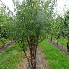 Prunus serrula CAC - Formgehölze, MDb mehrstämmig 300- 350