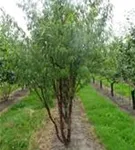 Tibetanische Bergkirsche - Prunus serrula CAC - Formgehölze