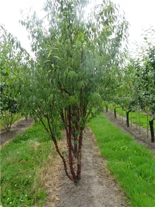 Tibetanische Bergkirsche - Prunus serrula CAC - Formgehölze