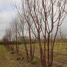 Prunus serrula CAC - Formgehölze, MDb mehrstämmig 350- 400