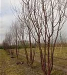 Tibetanische Bergkirsche - Prunus serrula CAC - Formgehölze