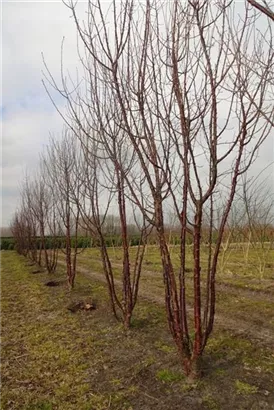 Tibetanische Bergkirsche - Prunus serrula CAC - Formgehölze