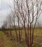 Tibetanische Bergkirsche - Prunus serrula CAC - Formgehölze