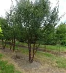 Tibetanische Bergkirsche - Prunus serrula CAC - Formgehölze