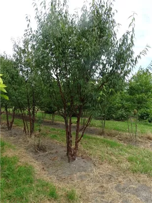 Tibetanische Bergkirsche - Prunus serrula CAC - Formgehölze