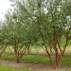 Prunus serrula CAC - Formgehölze, MDb mehrstämmig 400- 450