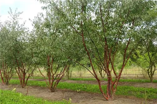 Tibetanische Bergkirsche - Prunus serrula CAC - Formgehölze