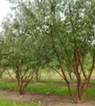 Tibetanische Bergkirsche - Prunus serrula CAC - Formgehölze