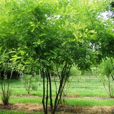 Sophora japonica - Formgehölze, MDb mehrstämmig 300- 350