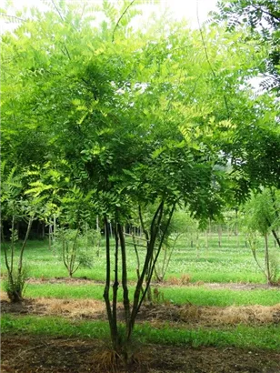 Schnurbaum - Sophora japonica - Formgehölze