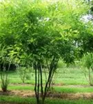 Schnurbaum - Sophora japonica - Formgehölze