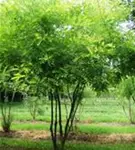 Schnurbaum - Sophora japonica - Formgehölze