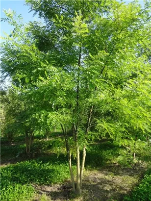 Schnurbaum - Sophora japonica - Formgehölze