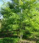 Schnurbaum - Sophora japonica - Formgehölze