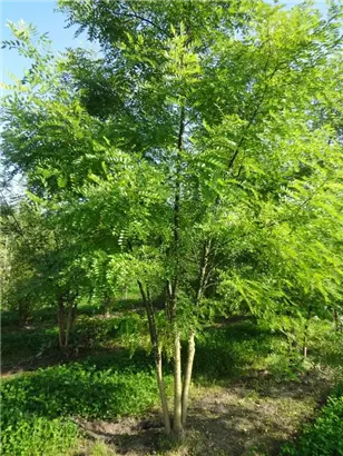 Schnurbaum - Sophora japonica - Formgehölze