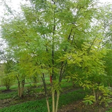 Sophora japonica - Formgehölze, MDb mehrstämmig 350- 400