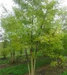 Schnurbaum - Sophora japonica - Formgehölze