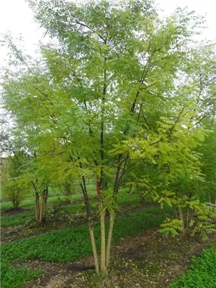 Schnurbaum - Sophora japonica - Formgehölze