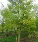 Schnurbaum - Sophora japonica - Formgehölze