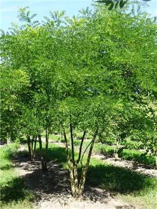 Schnurbaum - Sophora japonica - Formgehölze