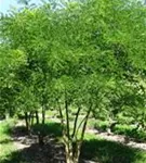 Schnurbaum - Sophora japonica - Formgehölze