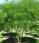 Schnurbaum - Sophora japonica - Formgehölze