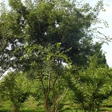 Zelkova serrata - Formgehölze, mDb mehrstämmig 250- 300