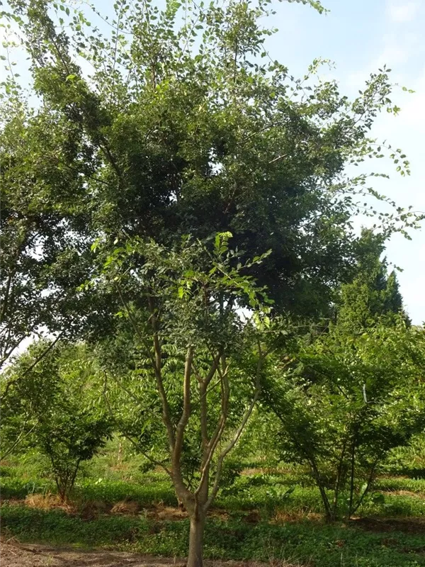 Japanische Zelkove - Zelkova serrata - Formgehölze