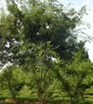 Japanische Zelkove - Zelkova serrata - Formgehölze