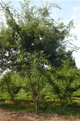 Japanische Zelkove - Zelkova serrata - Formgehölze
