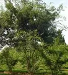 Japanische Zelkove - Zelkova serrata - Formgehölze