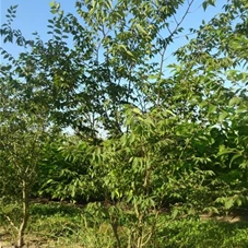 Zelkova serrata - Formgehölze, mDb mehrstämmig 300- 350