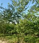 Japanische Zelkove - Zelkova serrata - Formgehölze