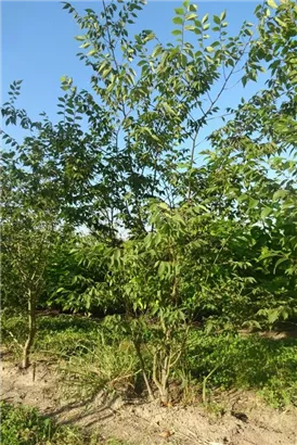 Japanische Zelkove - Zelkova serrata - Formgehölze