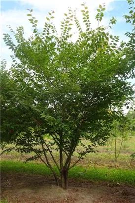 Japanische Zelkove - Zelkova serrata - Formgehölze