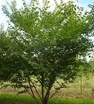 Japanische Zelkove - Zelkova serrata - Formgehölze
