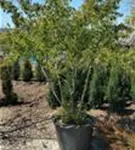 Kupfer-Felsenbirne - Amelanchier lamarckii - Formgehölze