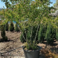 Amelanchier lamarckii - Formgehölze, mDb mehrstämmig 250- 300