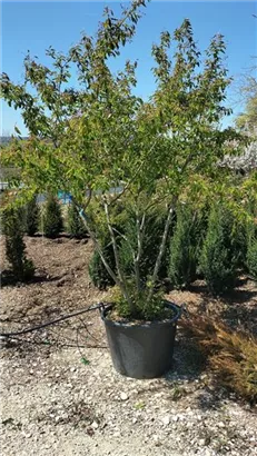 Kupfer-Felsenbirne - Amelanchier lamarckii - Formgehölze