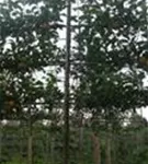 Apfel 'Elstar' mittel - Malus 'Elstar' CAC - Formgehölze