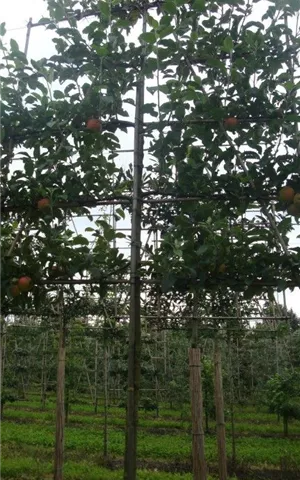 Malus 'Elstar' CAC - Formgehölze