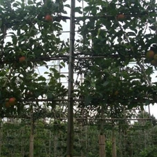 Malus 'Elstar' CAC - Formgehölze, H mDb Spalier 160x160 cm Sth. 210 cm 18- 20