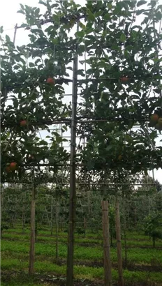 Apfel 'Elstar' mittel - Malus 'Elstar' CAC - Formgehölze