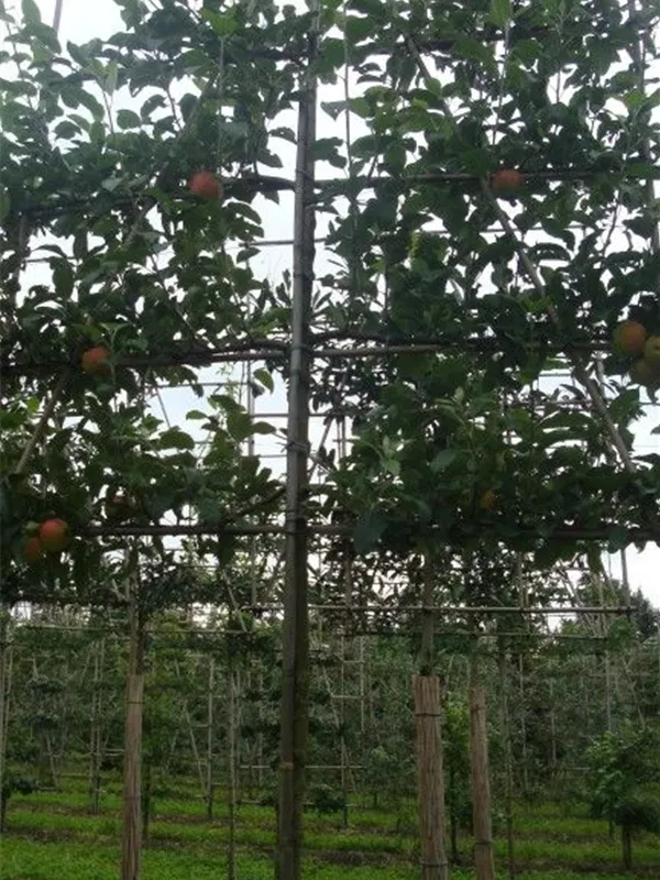 Apfel 'Elstar' mittel - Malus 'Elstar' CAC - Formgehölze