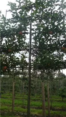 Apfel 'Elstar' mittel - Malus 'Elstar' CAC - Formgehölze