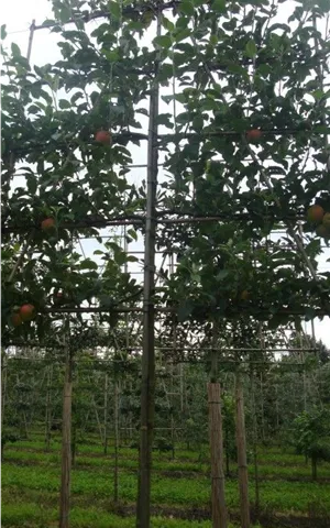 Malus 'Elstar' CAC - Formgehölze